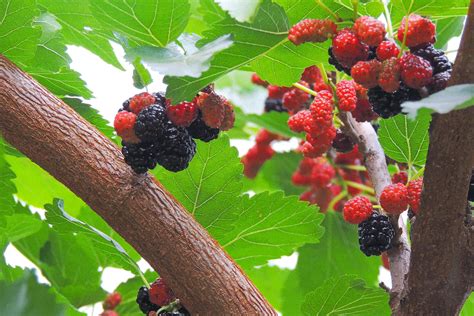 where is the best place to plant burberry trees|black mulberry tree locations.